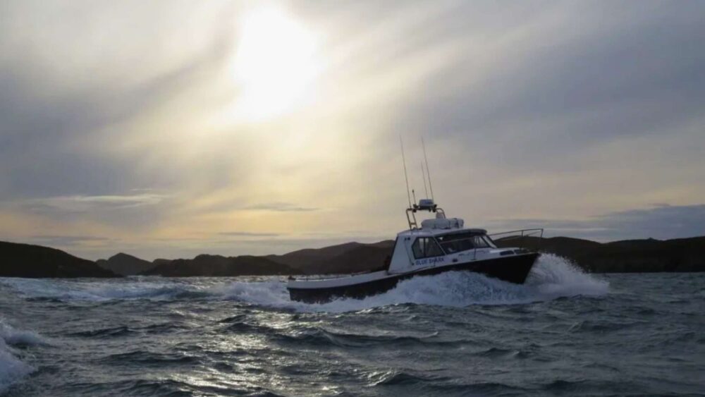 Fishing Experience Blue Shark Charters