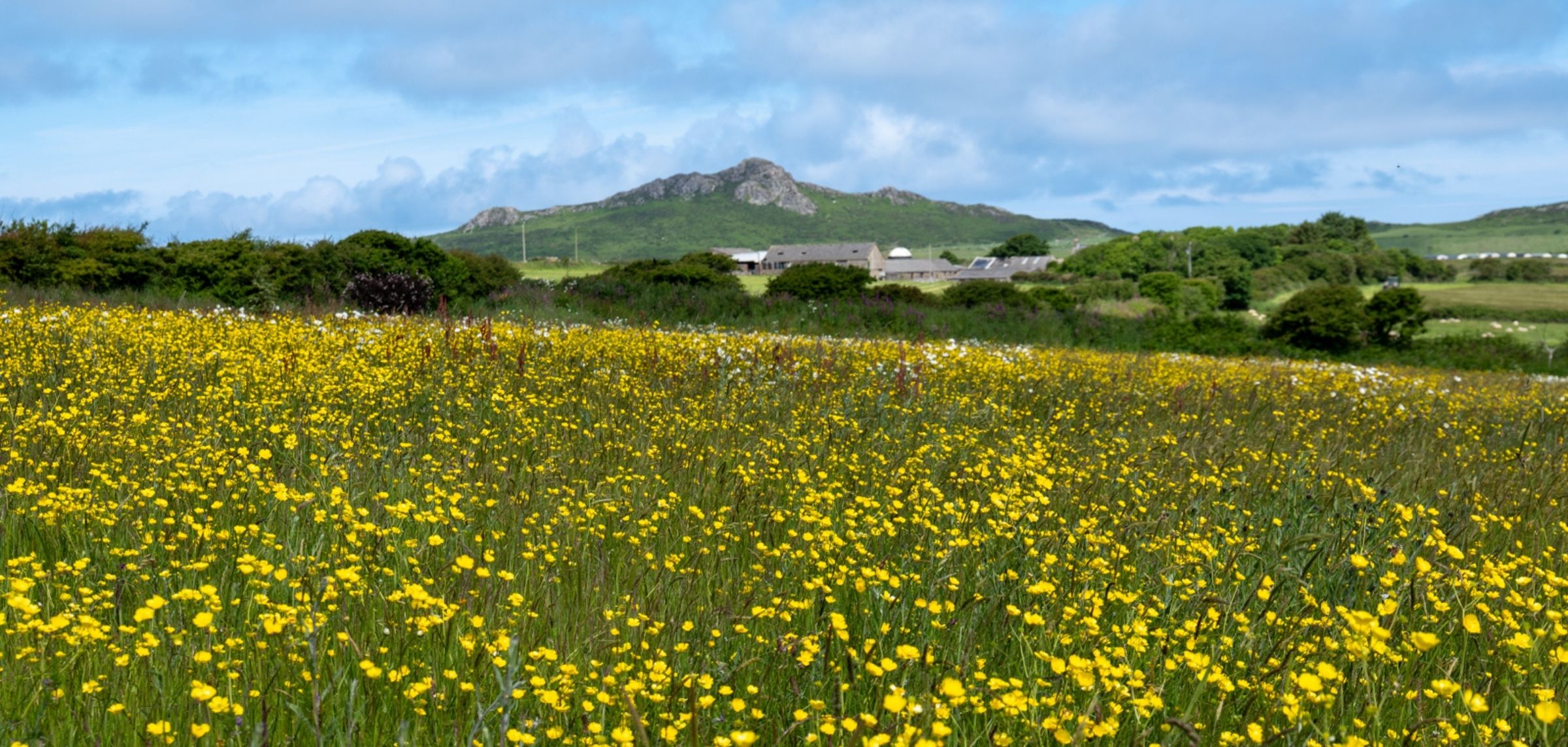 Penrhiw Priory Wildflower Meadow