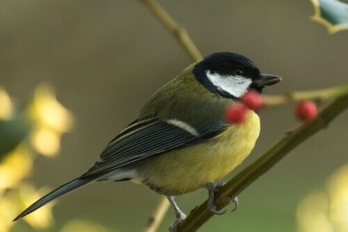 Garden Birds of St Davids: Meet the Feathered Guests of Penrhiw Priory