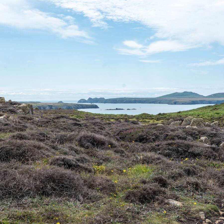 St Davids Head coastal path with views across Ramsey Island, featuring dramatic cliffs and one of Pembrokeshire's most scenic walking routes.